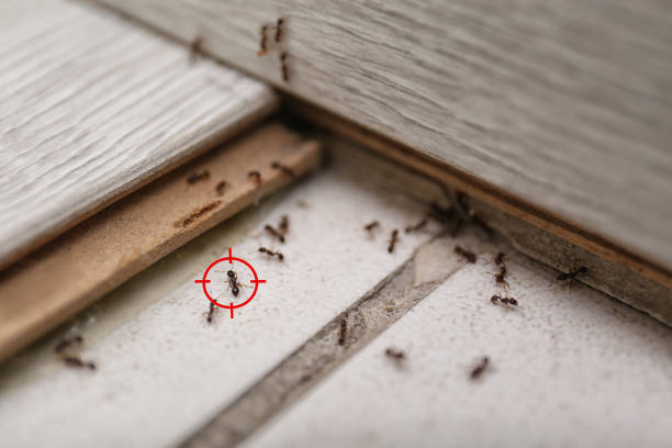 Best Cockroach Control Services  in Union Springs, NY